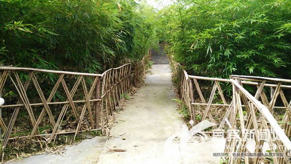 兴文仙峰苗族乡内的方竹迷宫。（罗宇 摄）