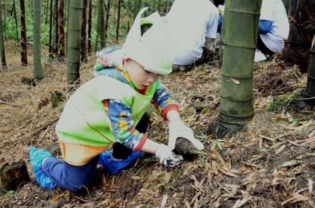 4月去蜀南竹海“春笋节”挖竹笋 吃全笋宴