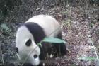 四川白水河国家级自然保护区再次发现野生大熊猫