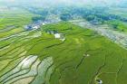 四川将实施农业重大技术协同推广计划试点