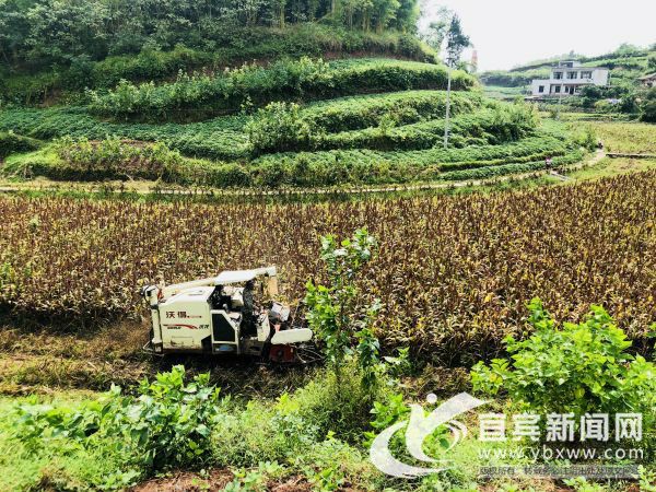 这些高粱都是“酿酒专用粮”。（程文帝 摄）。