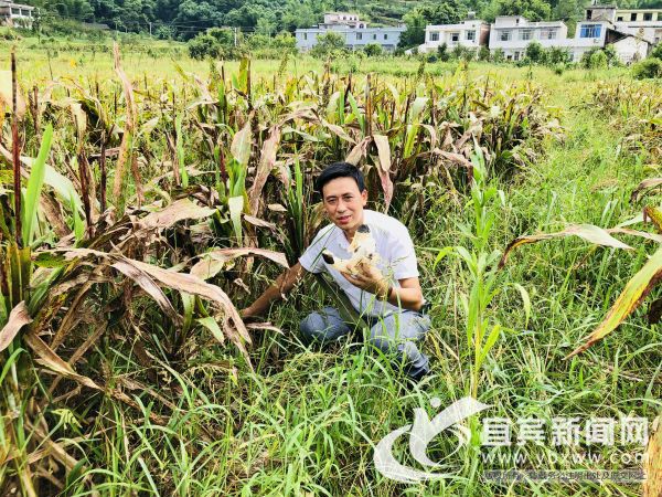 伸手一摸，便摸到一大把竹荪。（程文帝 摄）