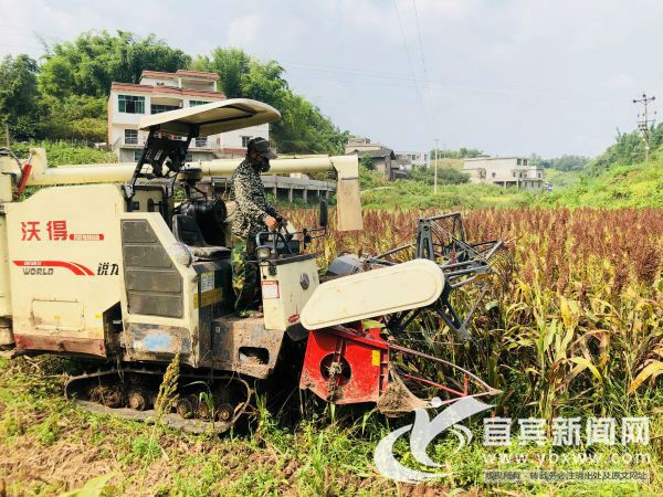 高粱成熟了，机械化收割速度杠杠的。（程文帝 摄）