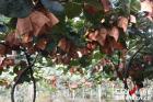 宜宾市宜宾县蕨溪镇红心猕猴桃成熟 喜迎游客采摘