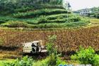 创新土地流转模式 宜宾江安县大妙乡多项产业助农增收