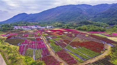 月季种植基地