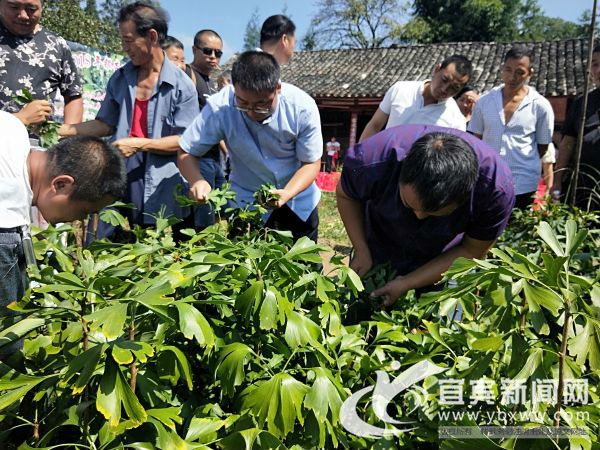 目前兴文种植已经超过300亩。（王楠 摄）