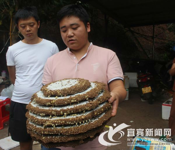 洪峰在向购买者介绍蜂蛹。（宜宾新闻网 曾江 摄）