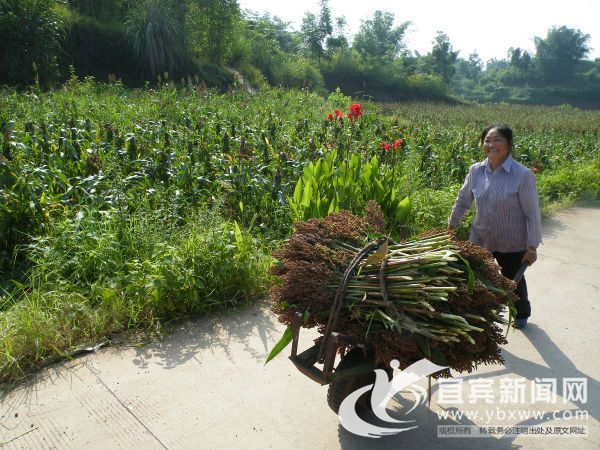 在左湾高标准酿酒专用粮基地，村民脸上满是喜悦。（叶昌荣 摄）