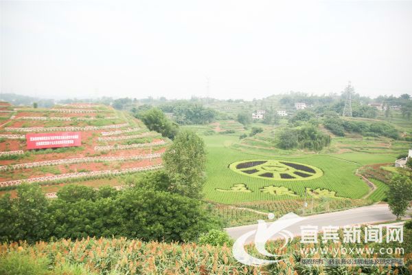 左湾高标准农田建设项目全景。（叶昌荣 摄）