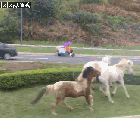 成都街头现5匹骏马狂奔 市民开车追逐拍摄