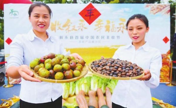 泸州市叙永县丰收的油茶果。李欣摄