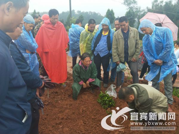 川茶集团送技术助力林丰乡村振兴早茶示范片建设2