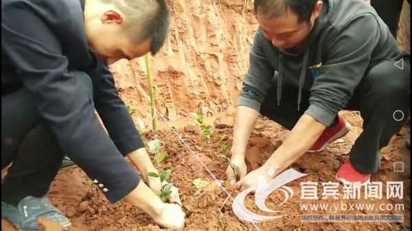 技术人员向村民展示栽种茶苗要领。（刘刚 摄）