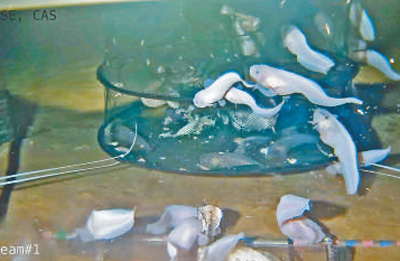 科考队获得的索深鼬鳚属鱼样品。
