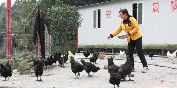 图片默认标题_fororder_已脱贫的养殖户正在喂鸡--摄影曾健