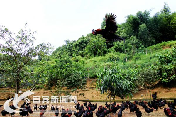 设计台词：“我要飞得更高。”（资料图）