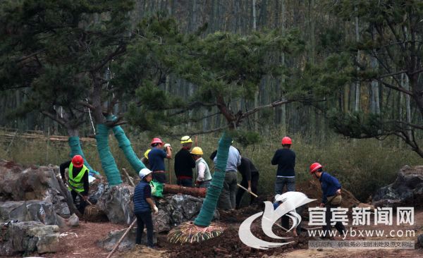 栽种这样大型的迎客松很费力。