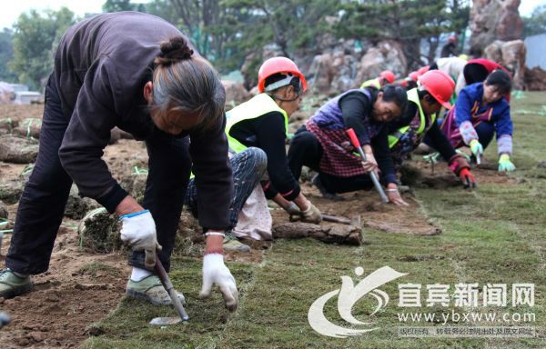 铺草坪看似轻松实则最亏腰。