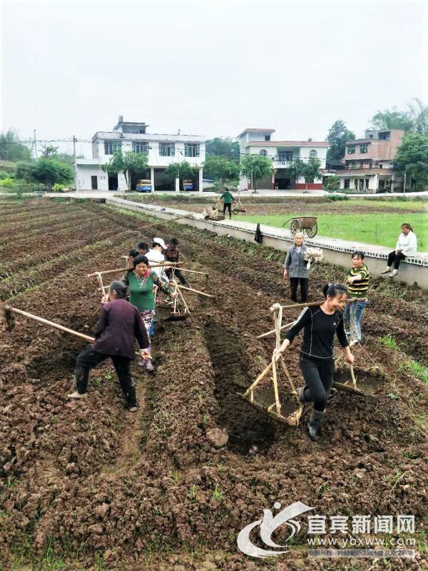 （张小兵供图）基地里的村民干得热火朝天