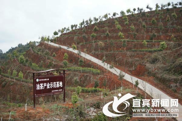 九州油茶产业示范基地。（宜宾农业科技园区 供图）