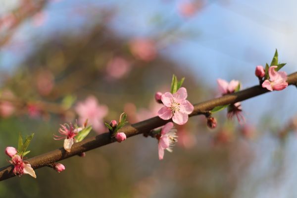 “桃之夭妖，灼灼其华。”阳春三月，桃花盛开。（宜宾新闻网 黄铄然 摄）