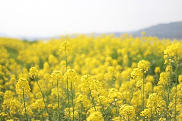 成片的油菜花宛若金色的海洋。（宜宾新闻网 黄铄然 摄）