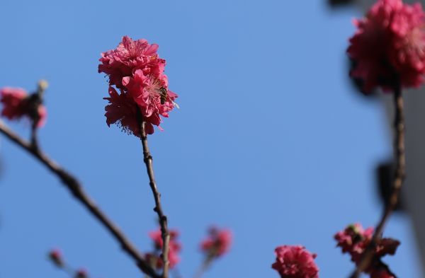 小蜜蜂采蜜忙。（宜宾新闻网 黄铄然 摄）