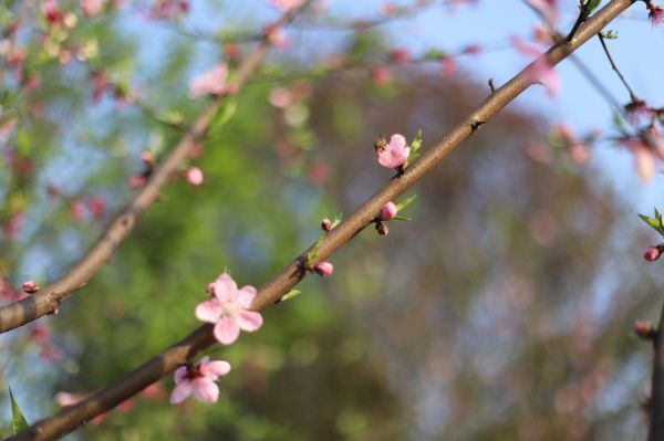 朵朵桃花点缀枝头煞是好看。（宜宾新闻网 黄铄然 摄）