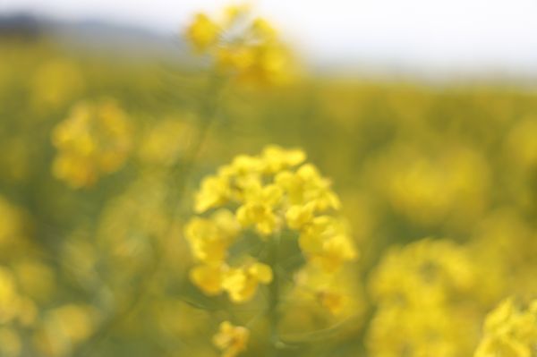 油菜花开的正旺。（宜宾新闻网 黄铄然 摄）