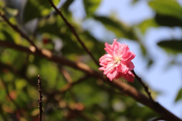 宜宾周边桃花、李花、油菜花竞相绽放。（宜宾新闻网  黄铄然 摄）