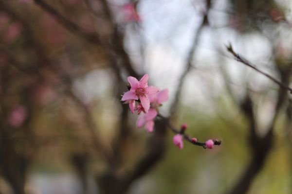 枝头绽放的桃花。（宜宾新闻网 黄铄然 摄）