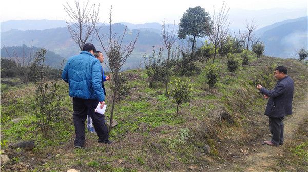 茶树基地间插有色花木能帮建卡贫困户增收哟。郑琦摄