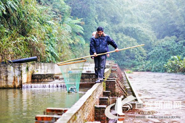 伏龙村冷水鱼养殖基地。（记者 程文帝 摄）