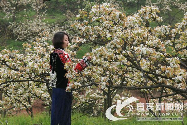 徜徉在梨花的世界。（宜宾新闻网 方勇 摄）