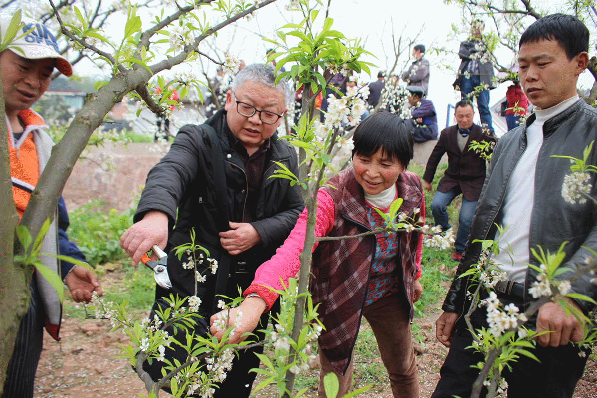 宜宾统一战线专家服务团高级农艺师马融现场为村民演示如何修剪茵红李枝条。（宜宾新闻网 勾丽蓉 摄）_副本