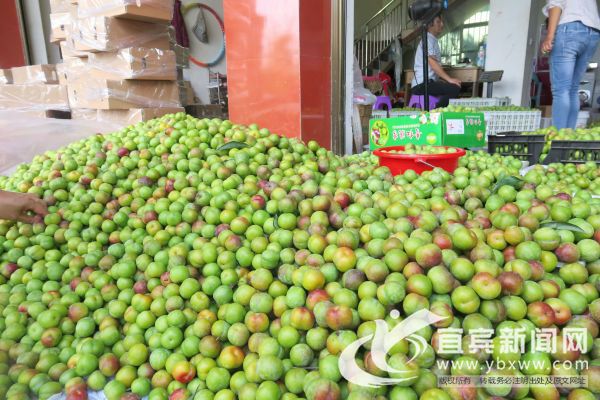 屏山的茵红李个头大、味道甜。（资料图）