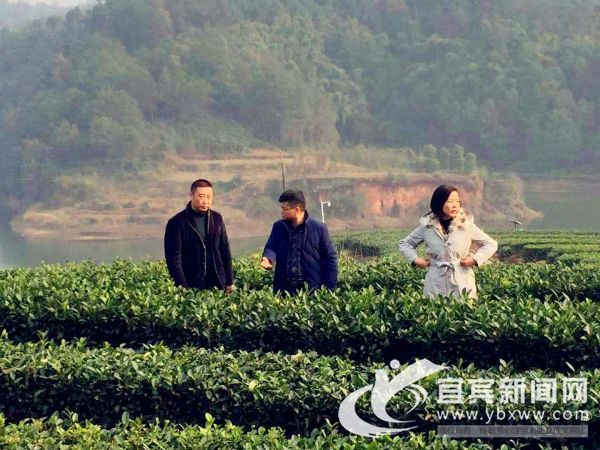 2016年3月，欧纯猛一行到川茶集体调研茶业产业化项目。