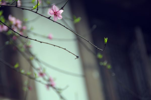 繁花倚窗春意浓。（宜宾新闻网 王喻 摄）