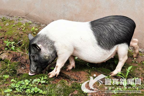 据介绍，香猪身体健壮，对许多生猪疾病都有较强的抵抗力。（宜宾新闻网 程文帝 摄）