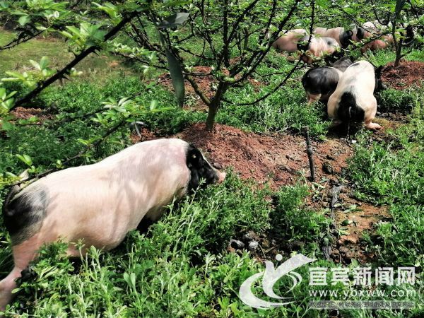 花椒树下觅食的香猪。（李行露 供图）