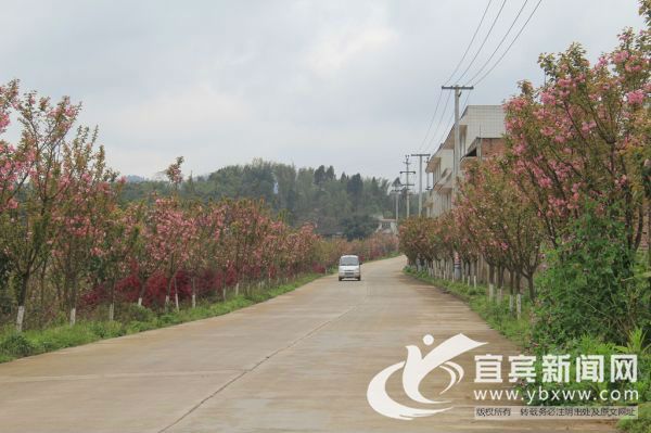 樱花大道