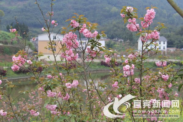 樱花掩映柏坪新村